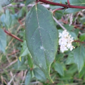 Viburnum tinus at O'Connor, ACT - 18 Aug 2023 03:56 PM