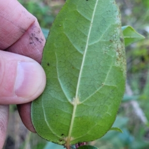 Viburnum tinus at O'Connor, ACT - 18 Aug 2023