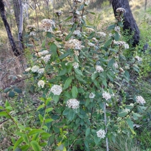 Viburnum tinus at O'Connor, ACT - 18 Aug 2023