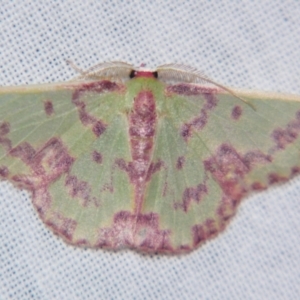 Prasinocyma rhodocosma at Sheldon, QLD - suppressed