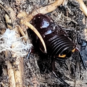 Platyzosteria similis at O'Connor, ACT - 18 Aug 2023 03:52 PM