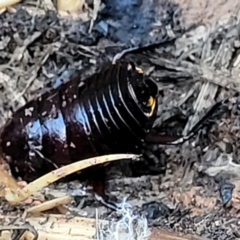 Platyzosteria similis at O'Connor, ACT - 18 Aug 2023 03:52 PM