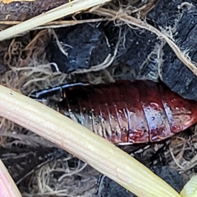 Platyzosteria similis (Red-legged litter runner) at Banksia Street Wetland Corridor - 18 Aug 2023 by trevorpreston