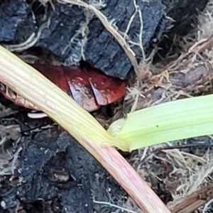 Platyzosteria similis at O'Connor, ACT - 18 Aug 2023