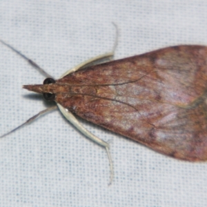 Uresiphita ornithopteralis at Sheldon, QLD - 20 Jul 2007