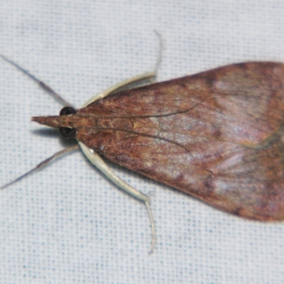 Uresiphita ornithopteralis (Tree Lucerne Moth) at Sheldon, QLD - 20 Jul 2007 by PJH123
