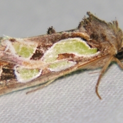 Cosmodes elegans (Green Blotched Moth) at Sheldon, QLD - 21 Jul 2007 by PJH123