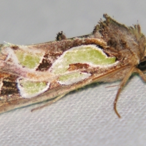Cosmodes elegans at Sheldon, QLD - suppressed