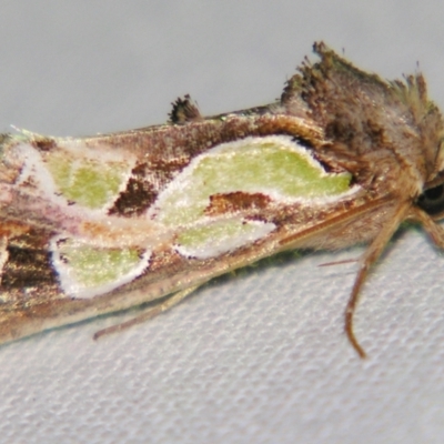 Cosmodes elegans (Green Blotched Moth) at Sheldon, QLD - 21 Jul 2007 by PJH123