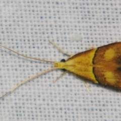 Crocanthes prasinopis (A Curved -horn moth) at Sheldon, QLD - 21 Jul 2007 by PJH123