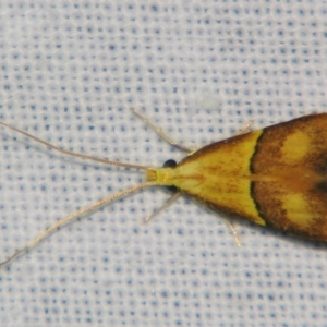 Crocanthes prasinopis at Sheldon, QLD - suppressed