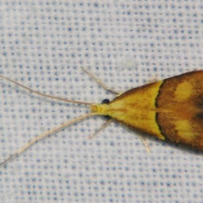 Crocanthes prasinopis (A Curved -horn moth) at Sheldon, QLD - 21 Jul 2007 by PJH123