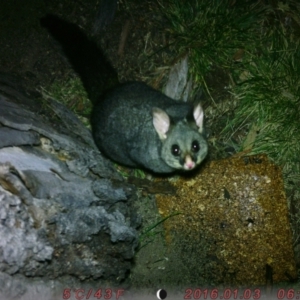 Trichosurus vulpecula at Acton, ACT - 6 Aug 2023 06:06 PM