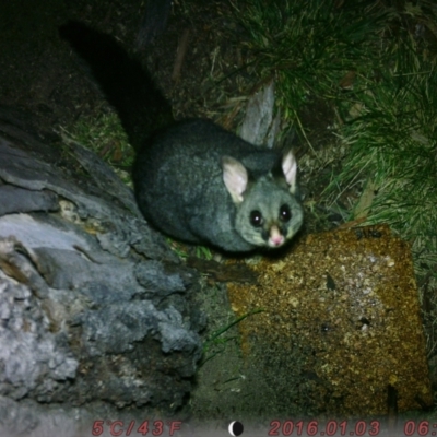 Trichosurus vulpecula (Common Brushtail Possum) at Australian National University - 6 Aug 2023 by mickeythrossell