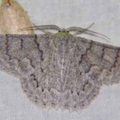 Crypsiphona ocultaria (Red-lined Looper Moth) at Sheldon, QLD - 21 Jul 2007 by PJH123