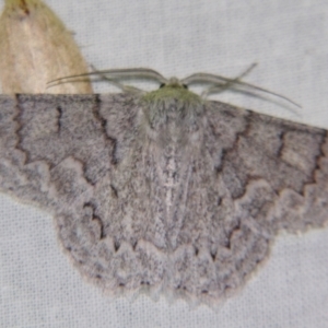 Crypsiphona ocultaria at Sheldon, QLD - suppressed