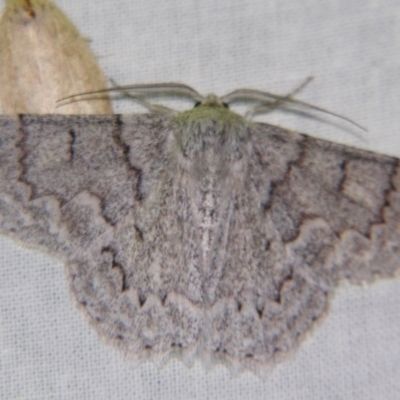 Crypsiphona ocultaria (Red-lined Looper Moth) at Sheldon, QLD - 21 Jul 2007 by PJH123