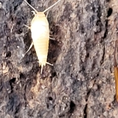 Atelurinae (subfamily) at O'Connor, ACT - 18 Aug 2023 03:51 PM