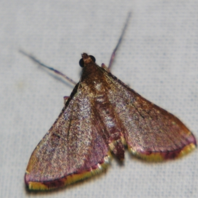 Endotricha mesenterialis (A Pyralid moth) at Sheldon, QLD - 21 Jul 2007 by PJH123