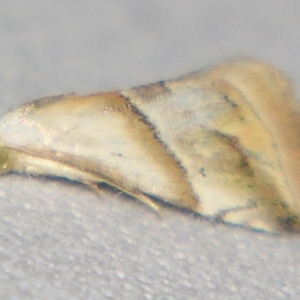 Eublemma rivula at Sheldon, QLD - suppressed