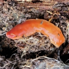 Australoplana alba (A flatworm) at Banksia Street Wetland Corridor - 18 Aug 2023 by trevorpreston