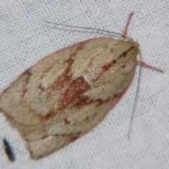 Euchaetis (genus) (A Concealer moth (Wingia Group, subgroup 11)) at Sheldon, QLD - 21 Jul 2007 by PJH123