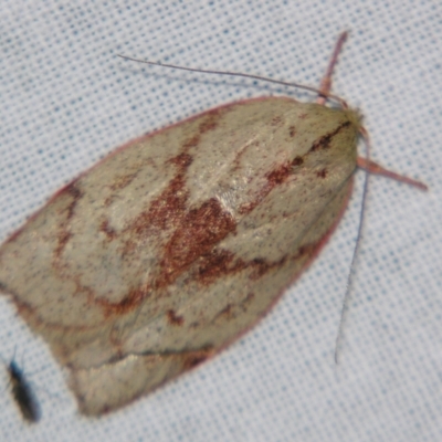 Euchaetis (genus) (A Concealer moth (Wingia Group, subgroup 11)) at Sheldon, QLD - 21 Jul 2007 by PJH123