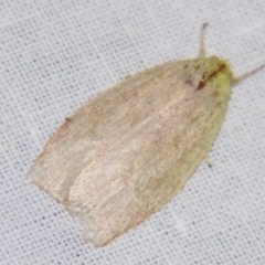 Euchaetis (genus) (A Concealer moth (Wingia Group, subgroup 11)) at Sheldon, QLD - 21 Jul 2007 by PJH123