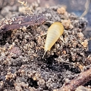 Atelurinae (subfamily) at O'Connor, ACT - 18 Aug 2023 03:48 PM