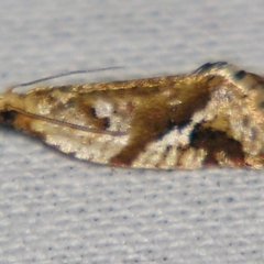 Euphona decolorana (A Tortricid moth (Tortricinae)) at Sheldon, QLD - 21 Jul 2007 by PJH123