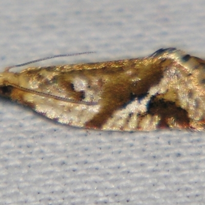 Euphona decolorana (A Tortricid moth (Tortricinae)) at Sheldon, QLD - 21 Jul 2007 by PJH123