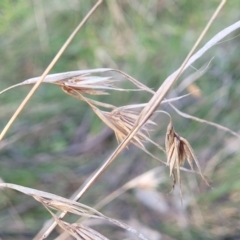 Themeda triandra (Kangaroo Grass) at Banksia Street Wetland Corridor - 18 Aug 2023 by trevorpreston