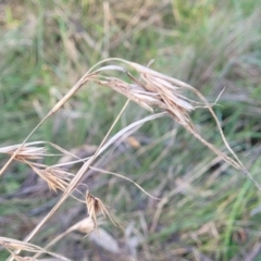 Themeda triandra at O'Connor, ACT - 18 Aug 2023 03:44 PM