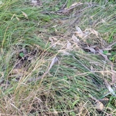 Themeda triandra at O'Connor, ACT - 18 Aug 2023 03:44 PM