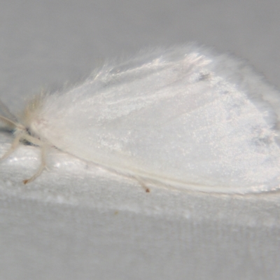 Euproctis (genus) (A Tussock Moth) at Sheldon, QLD - 21 Jul 2007 by PJH123
