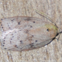 Garrha (genus) (A Concealer moth (Wingia Group)) at Sheldon, QLD - 21 Jul 2007 by PJH123