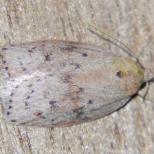 Garrha (genus) at Sheldon, QLD - suppressed