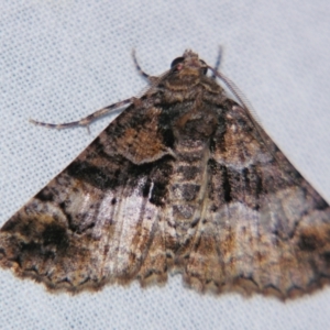 Gastrina cristaria at Sheldon, QLD - 21 Jul 2007