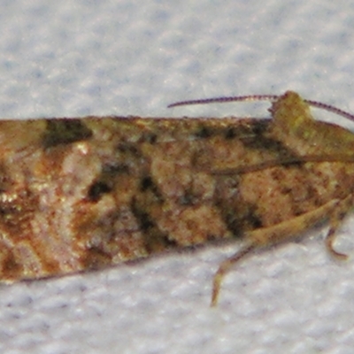 Lobesia xylistis (A Tortricid moth (Olethreutinae)) at Sheldon, QLD - 21 Jul 2007 by PJH123