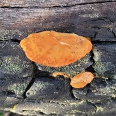 Trametes coccinea (Scarlet Bracket) at O'Connor, ACT - 18 Aug 2023 by trevorpreston