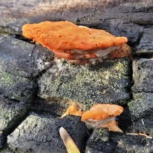 Trametes coccinea at O'Connor, ACT - 18 Aug 2023