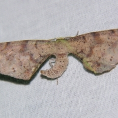 Parepisparis excusata (Marbled Twisted Moth) at Sheldon, QLD - 21 Jul 2007 by PJH123