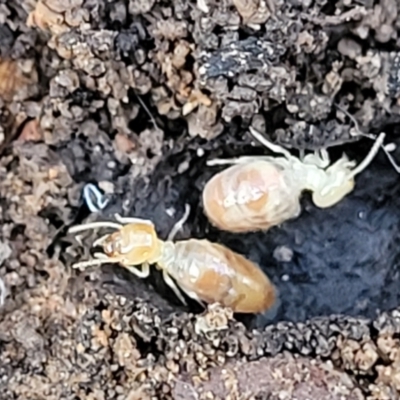 Unidentified Termite (superfamily Termitoidea) at Banksia Street Wetland Corridor - 18 Aug 2023 by trevorpreston