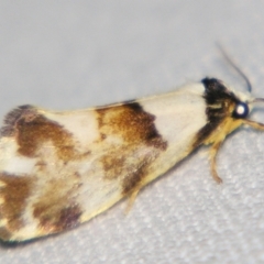 Philenora aspectalella (Little Mask Philenora) at Sheldon, QLD - 21 Jul 2007 by PJH123