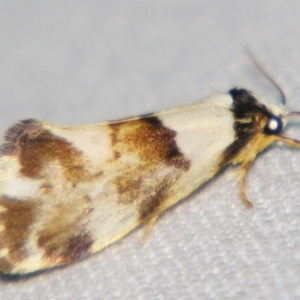 Philenora aspectalella at Sheldon, QLD - suppressed