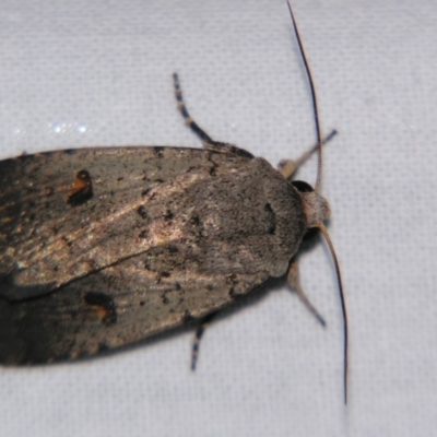 Proteuxoa tibiata (Horseshoe Noctuid) at Sheldon, QLD - 21 Jul 2007 by PJH123