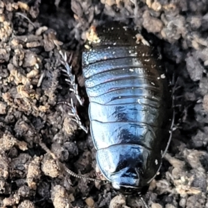 Panesthia australis at O'Connor, ACT - 18 Aug 2023 03:40 PM