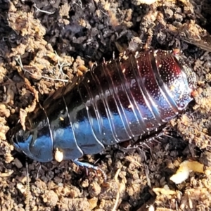 Panesthia australis at O'Connor, ACT - 18 Aug 2023