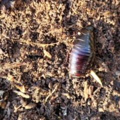 Panesthia australis at O'Connor, ACT - 18 Aug 2023