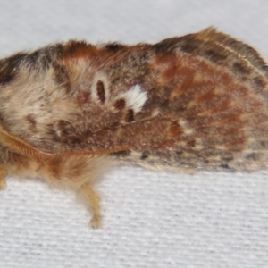 Pseudanapaea (genus) at Sheldon, QLD - 21 Jul 2007
